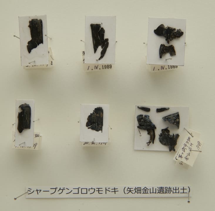 シャープゲンゴロウモドキ