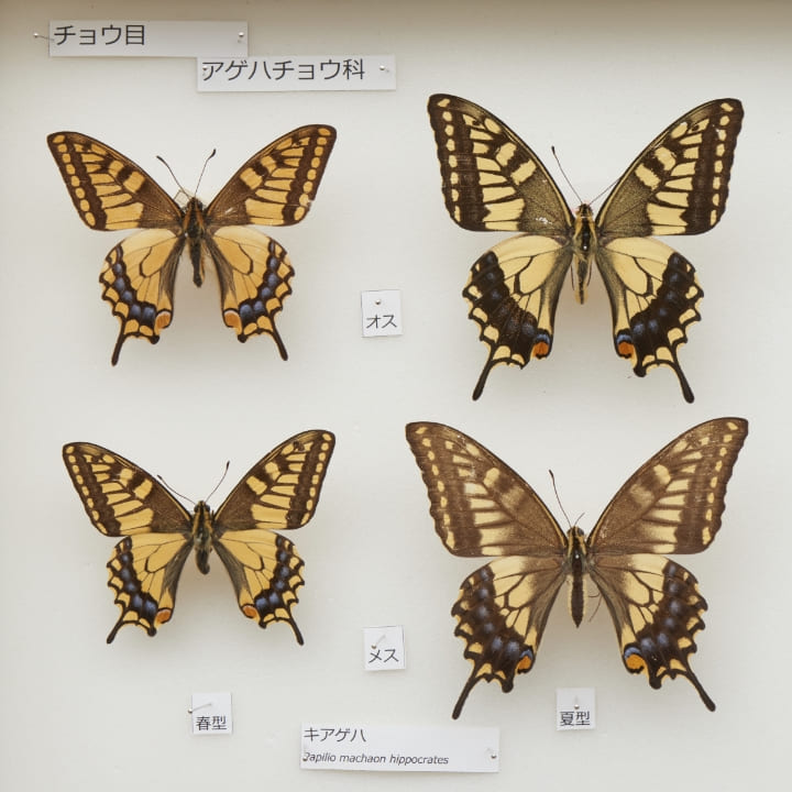キアゲハ