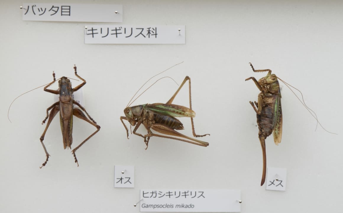 ヒガシキリギリス
