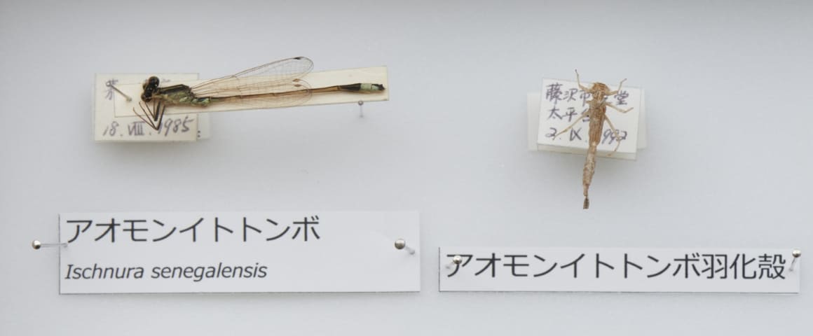 トンボ