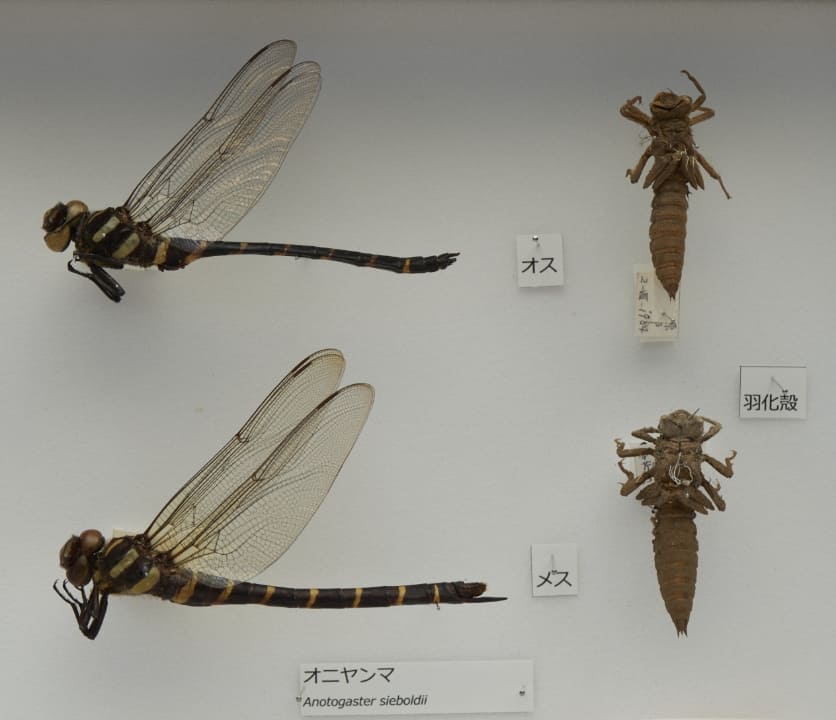 オニヤンマ