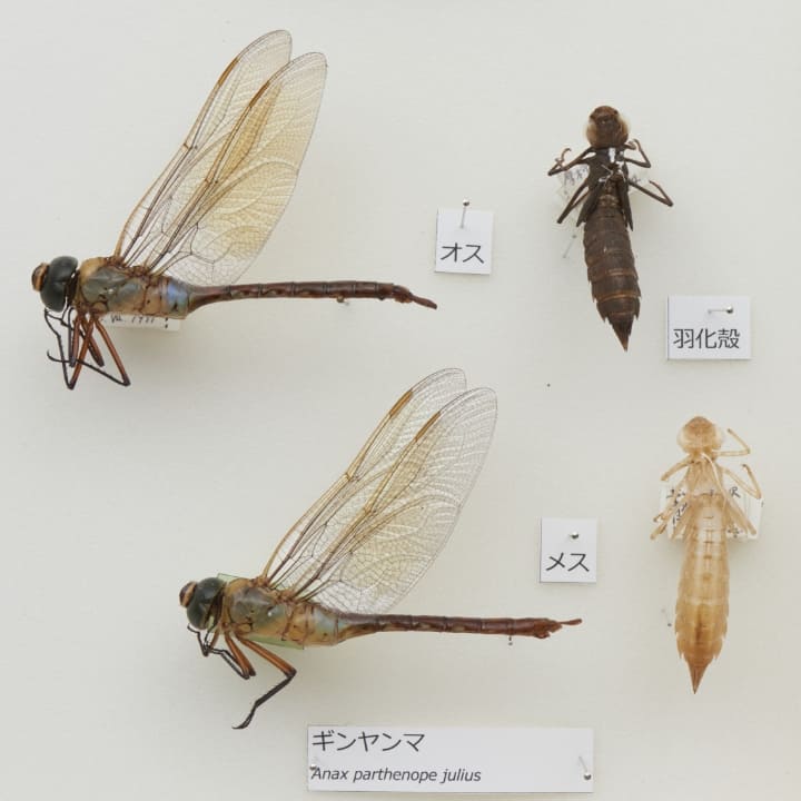 ギンヤンマ